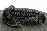 Detailed Gerastos Trilobite Fossil - Morocco #311061-2